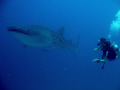   south ari atoll mamigili faru  